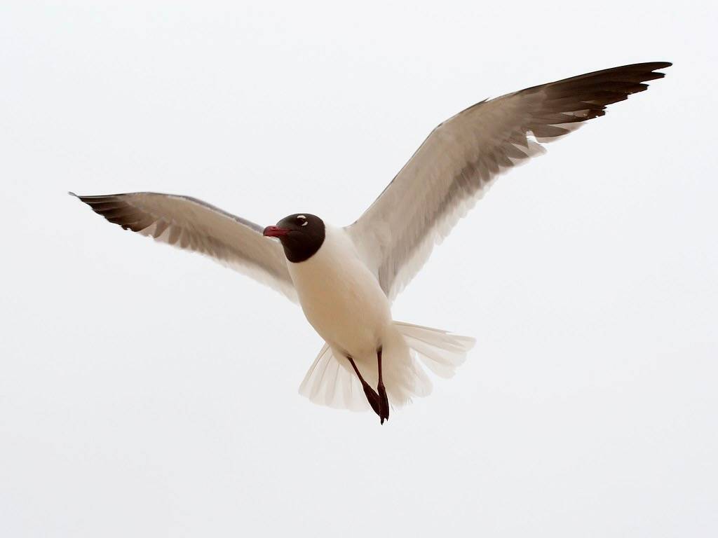 Laughing Gull by motleypixel is licensed under CC BY-ND 2.0.